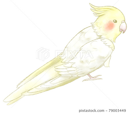 側身的玄鳳鸚鵡全身圖 79003449