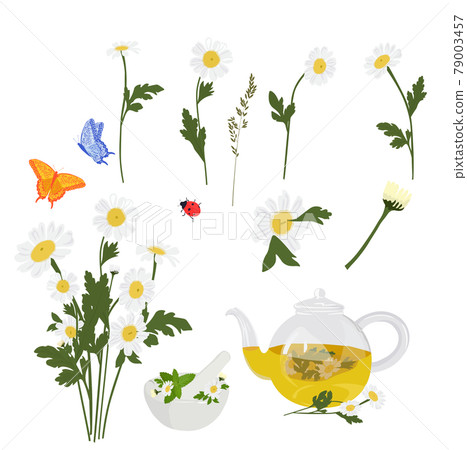 Daisies set for stickers. A bouquet of flowers, butterflies, herbal tea. Daisies close-up. Vector stock illustration. Isolated on a white background. Daisies set for stickers. A bouquet of flowers, butterflies, herbal tea. Daisies close-up. Vector stock illustration. Isolated on a white background. 79003457