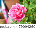 Rose of pink 79004260