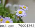 Purple progenitor daisy 79004262