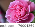 Rose of pink 79004269