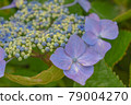 Blue hydrangea 79004270
