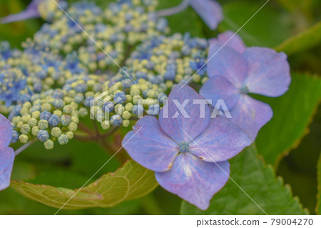Blue hydrangea 79004270