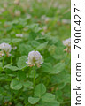 Clover flowers 79004271