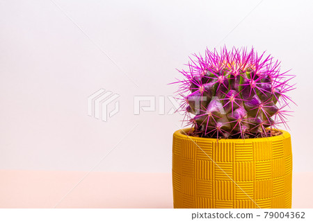 A round cactus with large purple thorns in a yellow pot. A round cactus with large purple thorns in a yellow pot. 79004362