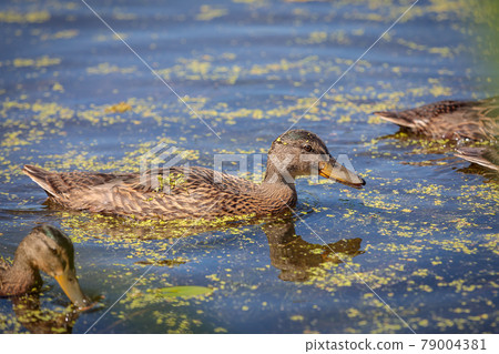 During the day, a wild duck swims along the pond. Close-up During the day, a wild duck swims along the pond. Close-up 79004381