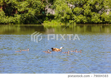 During the day, ducklings swim in the pond under the supervision of a duck 79004383