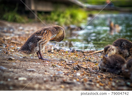 The duckling is putting its feathers in order. 79004742