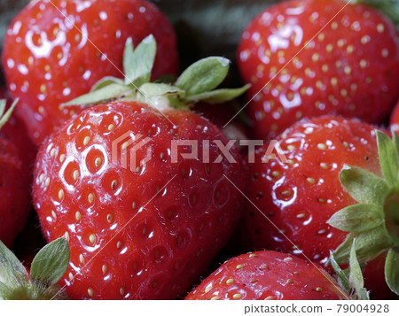 Close-up of Freshly Harvested Strawberries Close-up of Freshly Harvested Strawberries 79004928
