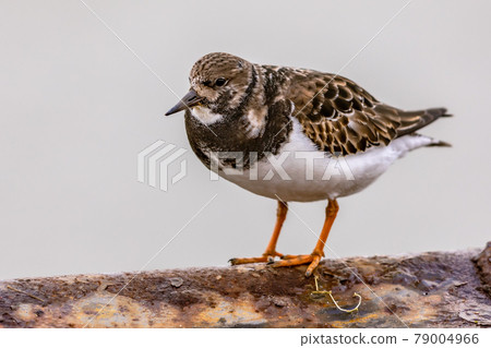 Ruddy turnstone shore bird feeding on coast Ruddy turnstone shore bird feeding on coast 79004966