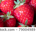 Close-up of Freshly Harvested Strawberries 79004989