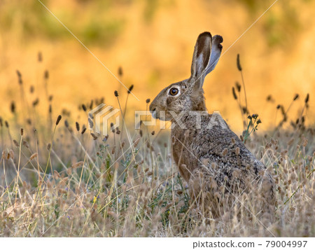 Lepus. Wild European brown hare on orange background 79004997