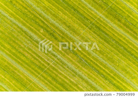 Fresh mowed green agricultural grassland Fresh mowed green agricultural grassland 79004999