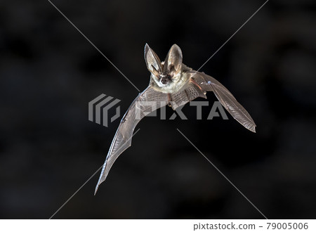 Flying Grey long eared bat 79005006