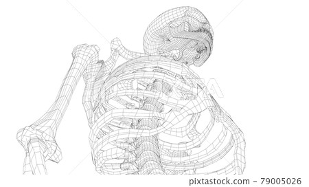 Human skeleton. Vector 79005026
