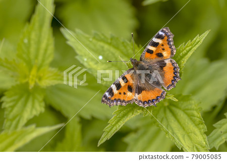 Butterfly Small tortoiseshell on common nettle Butterfly Small tortoiseshell on common nettle 79005085