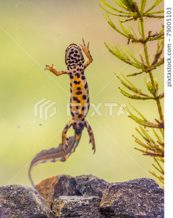 Common newt amhibian in freshwater habitat 79005103