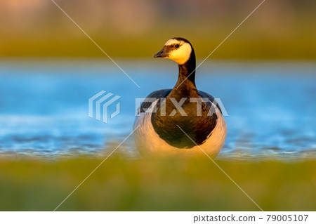 Barnacle goose migratory bird in wetland habitat Barnacle goose migratory bird in wetland habitat 79005107