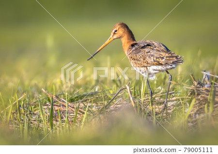 Black-tailed Godwit wader bird in natural habitat 79005111