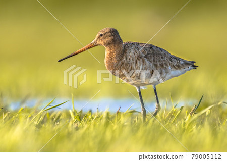 Black-tailed Godwit wader bird in natural habitat Black-tailed Godwit wader bird in natural habitat 79005112