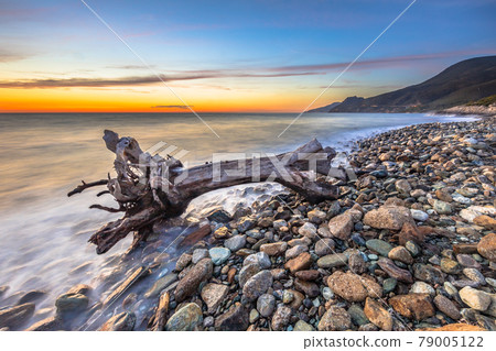 Tree trunk driftwood 79005122