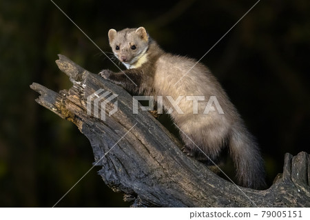 Stone marten on tree trunk 79005151