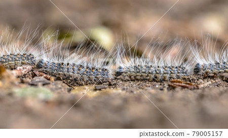 Oak processionary caterpillars 79005157