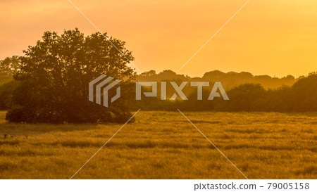 Orange sillhouette sunset over grassland river valley Orange sillhouette sunset over grassland river valley 79005158