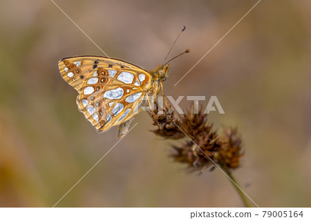 Queen of Spain fritillary Queen of Spain fritillary 79005164