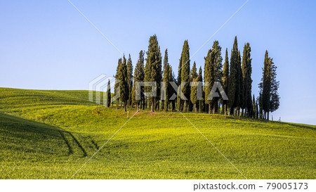 Group of cypress trees 79005173