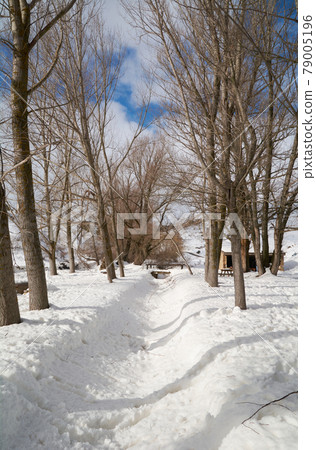 Snowy and cold mountain forest landscape Snowy and cold mountain forest landscape 79005196