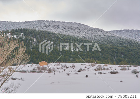 Snowy and cold mountain forest landscape Snowy and cold mountain forest landscape 79005211