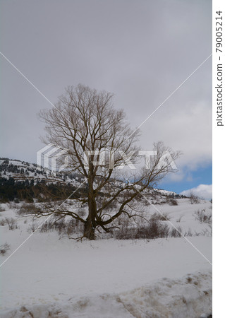 Snowy and cold mountain forest landscape 79005214