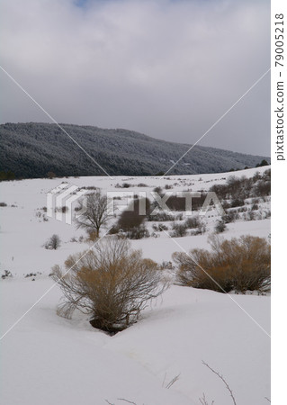 Snowy and cold mountain forest landscape Snowy and cold mountain forest landscape 79005218