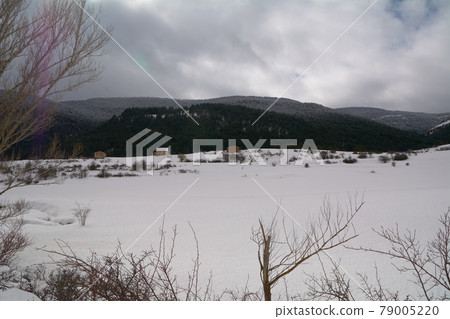 Snowy and cold mountain forest landscape Snowy and cold mountain forest landscape 79005220