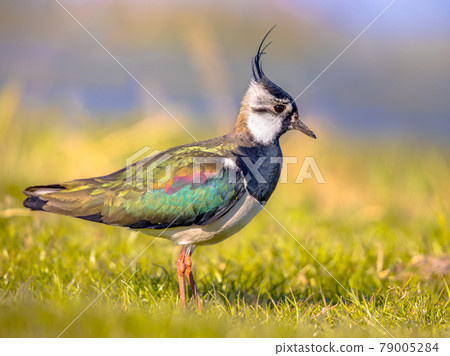 Northern lapwing foraging in grassland Netherlands Northern lapwing foraging in grassland Netherlands 79005284