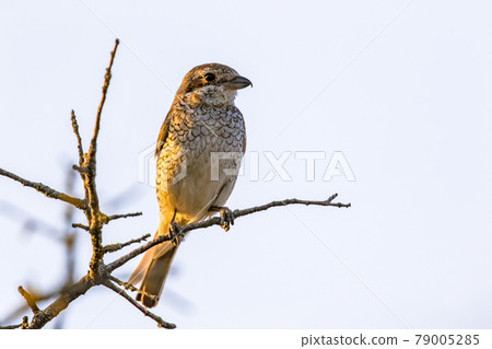 Red backed shrike on branch 79005285