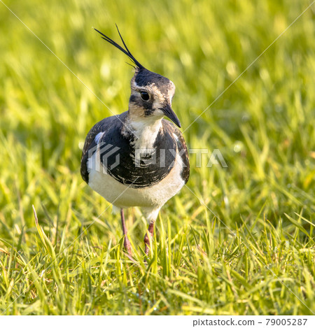 Northern lapwing foraging in grassland Netherlands Northern lapwing foraging in grassland Netherlands 79005287