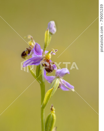 Pink flowers of Bee orchid close up 79005289