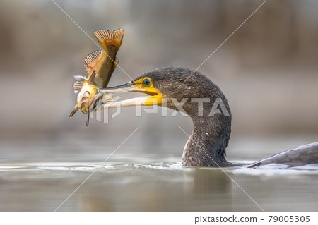 Great cormorant eating Black Bullhead fish 79005305