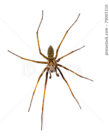 Giant house spider isolated on white background 79005310