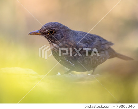 Common blackbird perched on ground with blurred background Common blackbird perched on ground with blurred background 79005340