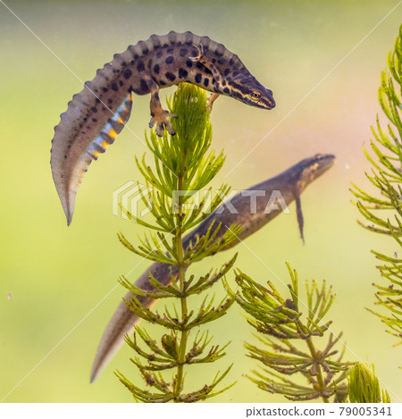 Common newt amhibian in freshwater habitat 79005341