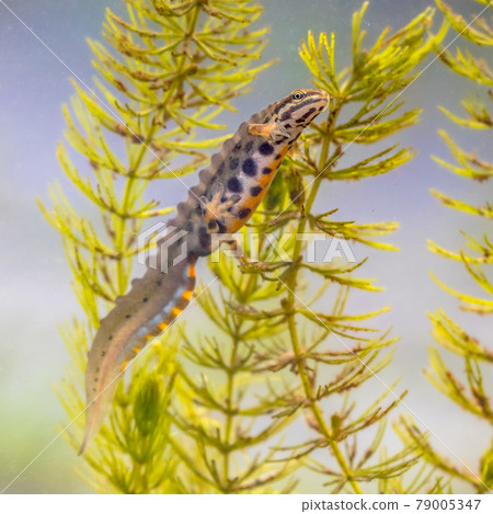 Common newt amhibian in freshwater habitat Common newt amhibian in freshwater habitat 79005347