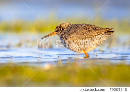 Common redshank wader bird in wetland Common redshank wader bird in wetland 79005348