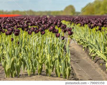 Black Tulip field scene 79005350