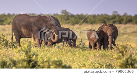 African Elephants group 79005366