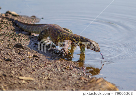 Water monitor on river shore 79005368
