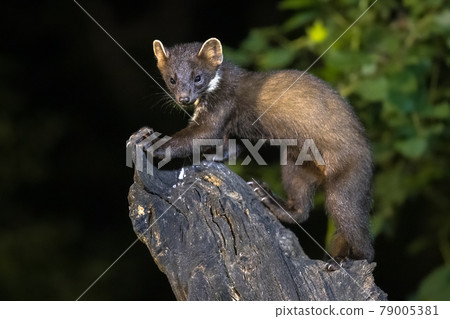 Pine marten on trunk in forest at night 79005381
