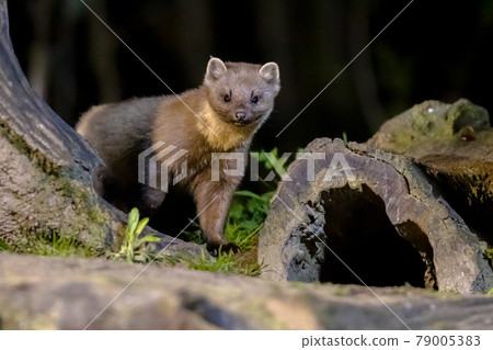 Pine marten on trunk in forest at night 79005383